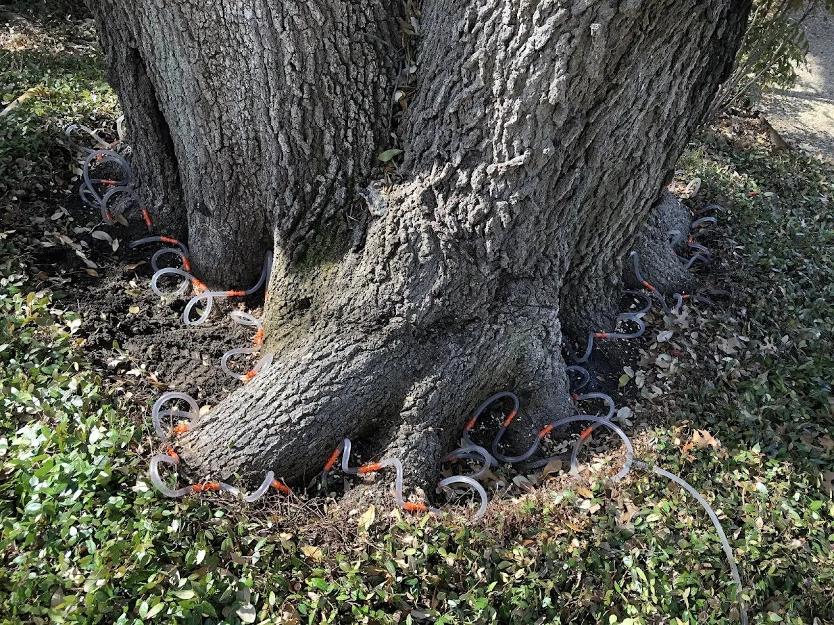 Detailed Tree Cabling and Bracing job site in Corydon